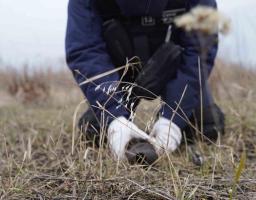 Піротехніками на Луганщині виявлено та вилучено 56 артилерійських снарядів 