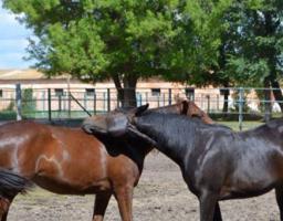 Деркул: у витоків конярства Луганщини