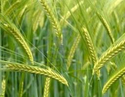 Юрій Гарбуз підписав розпорядження, яке дозволить профінансувати понад 221 мільйонів гривень в агропромисловий комплекс області