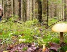 Отруєння грибами небезпечне для життя