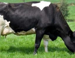 Сільгосптоваровиробники області за державними програмами вже отримали понад 30 мільйонів 