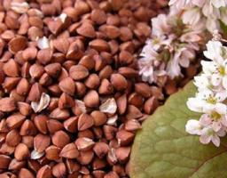 За 1 га посівів гречки передбачена державна підтримка у 3 500 гривень 