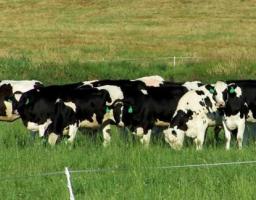 Уряд продовжив строк подання документів на отримання держпідтримки в галузі садівництва і тваринництва