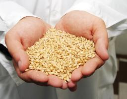 Осінньо-польові роботи на Луганщини добігають кінця