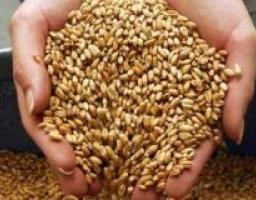 Зібрано один мільйон тонн зерна: Луганщина – лідер по урожайності ранніх зернових культур