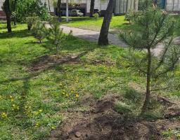У День довкілля луганчани висадили п’ять кримських сосен на Алеї Захисників Луганщини